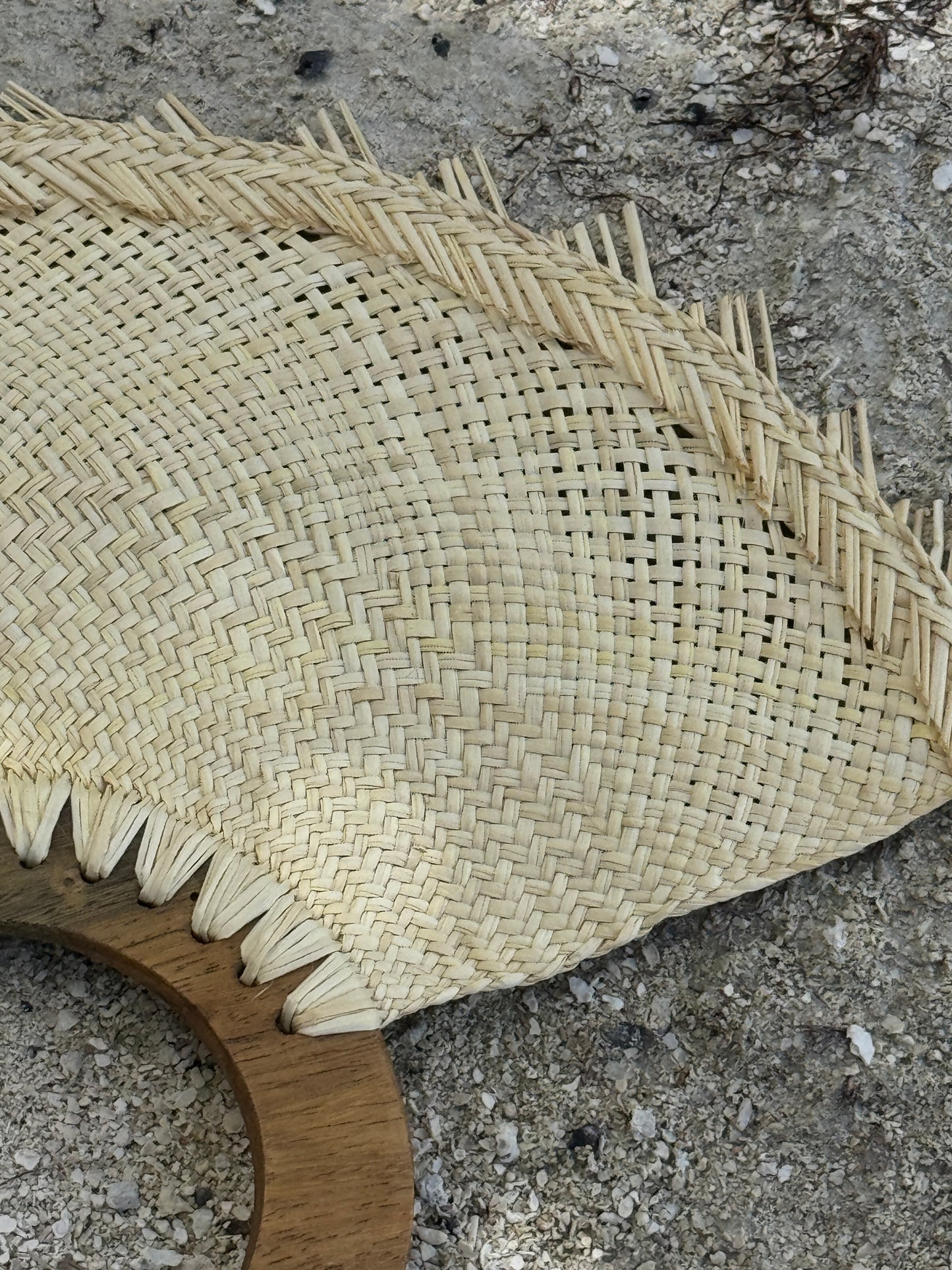 Palmaria Abanico